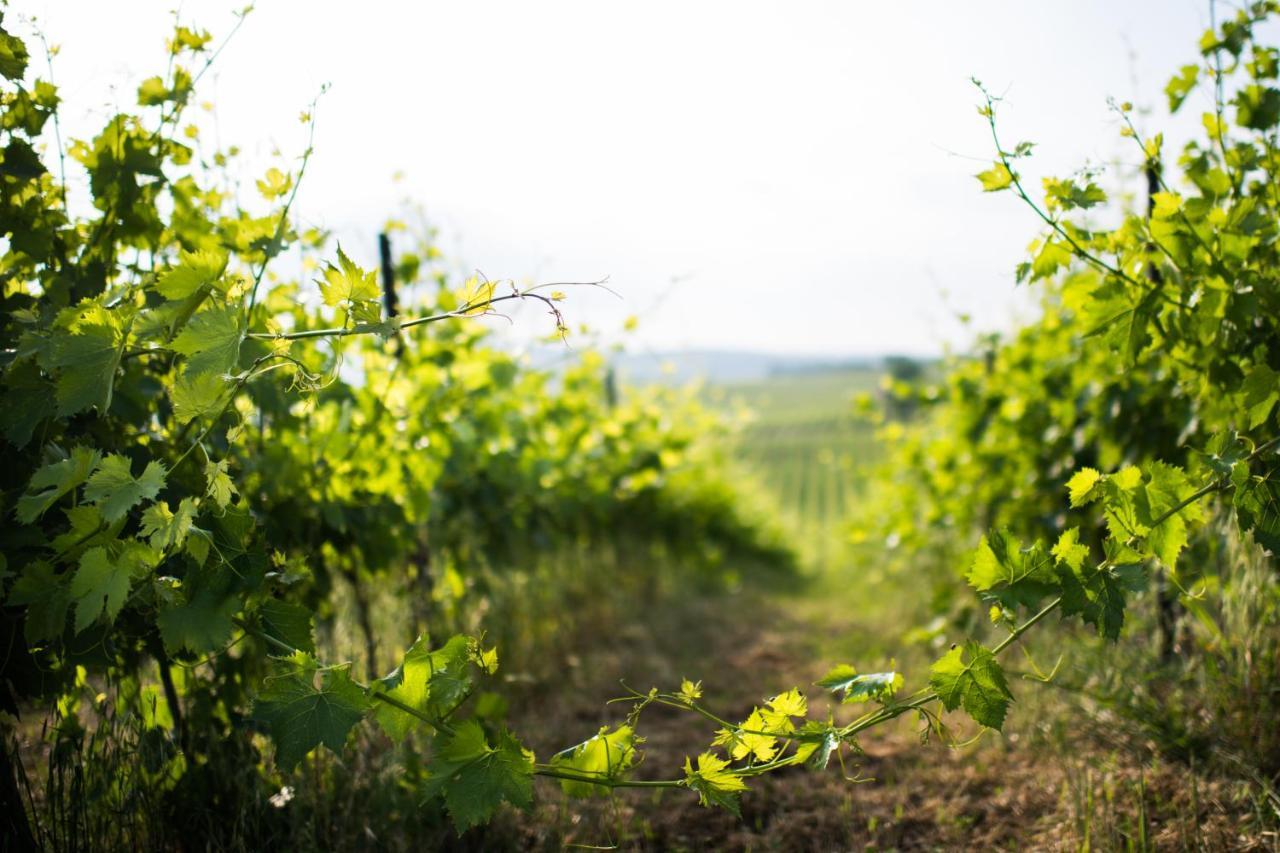 Tenuta Di Monaciano Ponte A Bozzone ภายนอก รูปภาพ